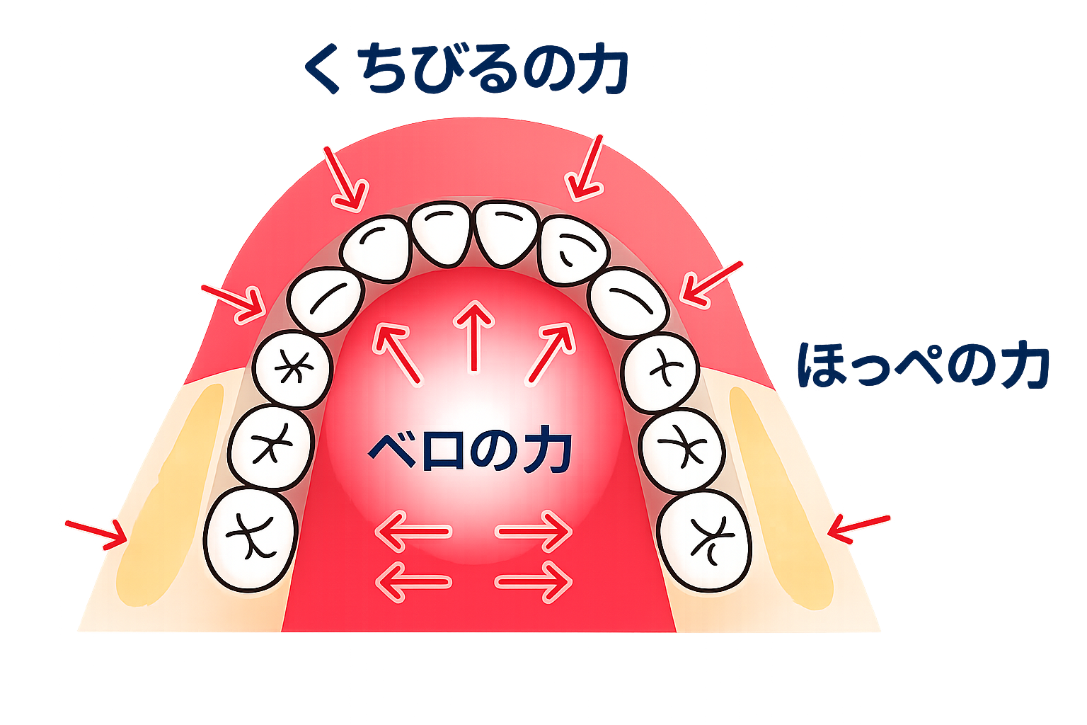 歯並びを決める舌・唇・頬の筋肉のバランス