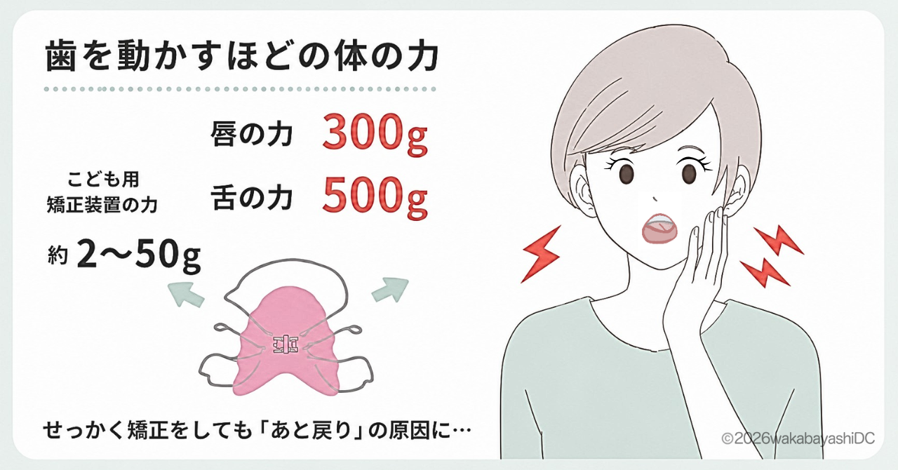 舌の力と矯正力